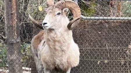 Montana rancher sentenced for cloning hybrid sheep for hunting