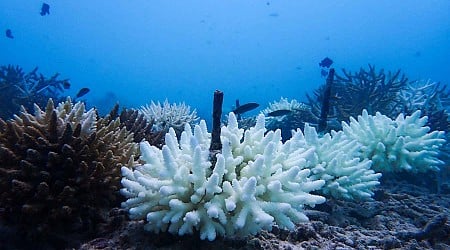 Here's how coral reefs might survive hotter, more acidic oceans