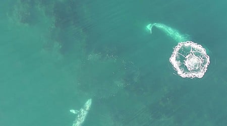 Drone video of gray whales offers new insight into how they eat