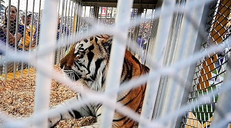 Louisiana governor wants live tiger back at LSU football games