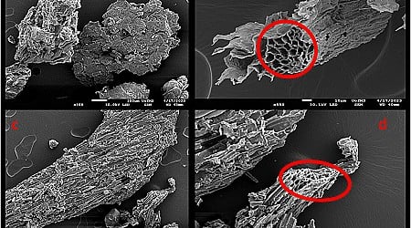 Farm waste can filter microplastics in surface runoff, prevent pollution