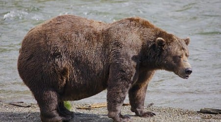 Online voting in Alaska's Fat Bear Week contest starts after an attack killed 1 contestant