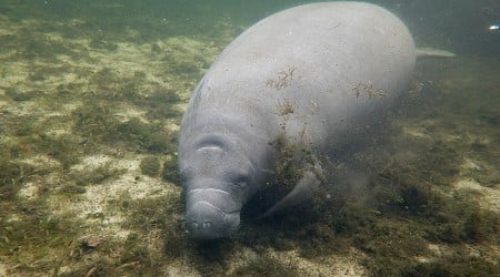 Hurricane Helene Leaves Manatees Stranded in Florida