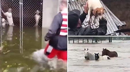 Heartbreaking footage shows heroic rescues of animals across Hurricane Helene’s destruction — as shelters across the country step in to help