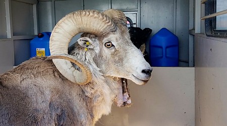 Man gets 81 years for cloning sheep for big game hunts in Texas, Minnesota