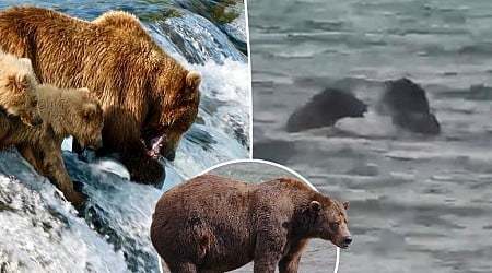 Fat Bear Week competitors fight to the death