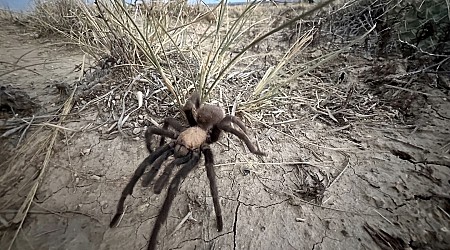 Spider lovers scurry to Colorado town in search of mating tarantulas and community