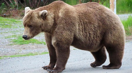 Online voting in Alaska's Fat Bear Week contest starts after an attack killed 1 contestant