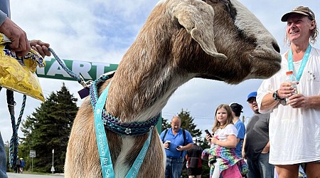 Escaped goat joins half-marathon in Canada