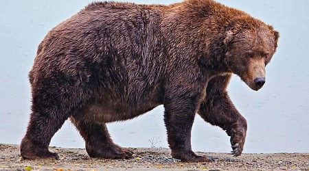 Voting in national park’s Fat Bear Week contest starts after an attack killed 1 contestant