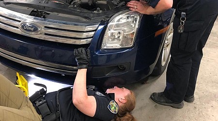 Kitten rescued from under hood of car in animal control parking lot