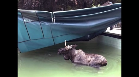 A moose was rescued from a swimming pool in New Hampshire