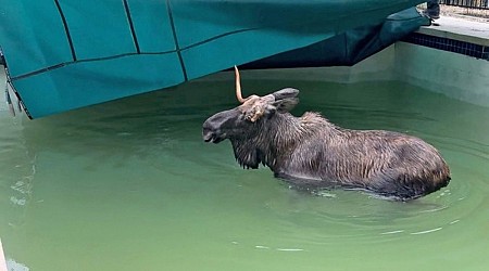 Moose in pool in Bedford, NH prompts police response