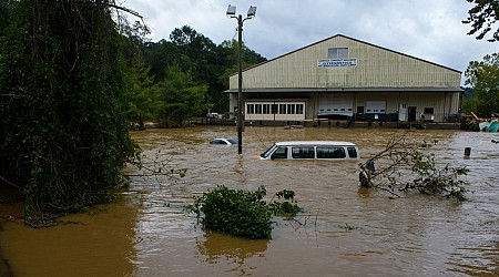 Yellow jackets swarm after North Carolina floods, prompting need for Benadryl and EpiPens