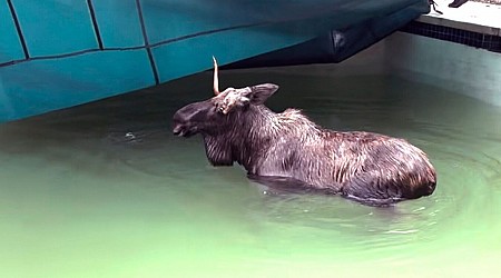 Moose Gets Rescued From New Hampshire Swimming Pool