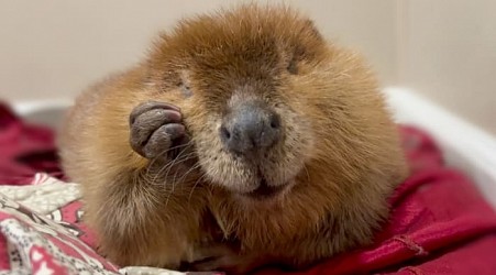 Nibi the 'diva' beaver to stay at rescue center, Massachusetts governor decides