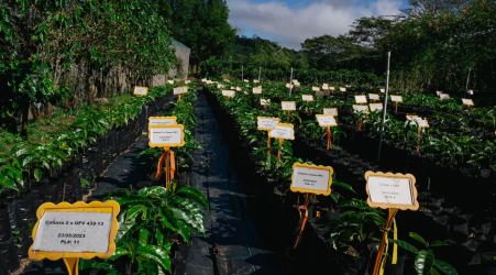 Starbucks Opens 2 Innovation Farms In Effort To Protect Coffee Supplies