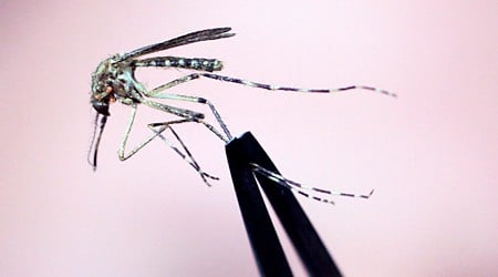 EEE virus is the cause of 2nd death of N.H. resident this year