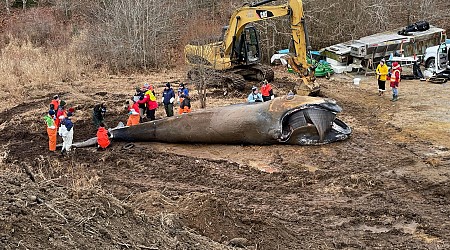 Rare whale died of chronic entanglement in Maine fishing gear