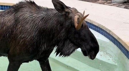 Trapped moose rescued from backyard pool in N.H.