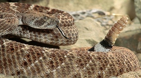 Biologists investigate mystery venomous snakes in Kansas