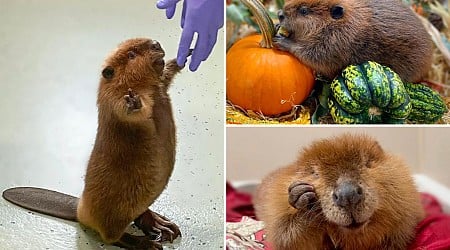 Nibi the 'diva' beaver at the center of a Massachusets court battle