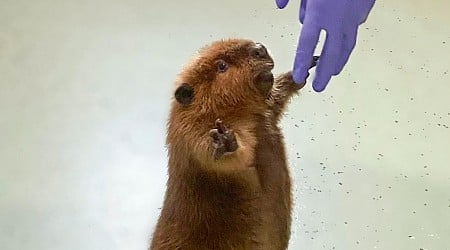 Nibi the 'diva' beaver to stay at rescue center, Massachusetts governor decides