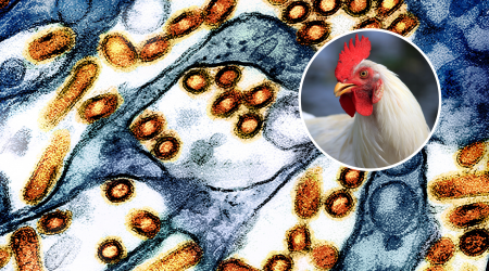 First Human Cases of Bird Flu in California Confirmed