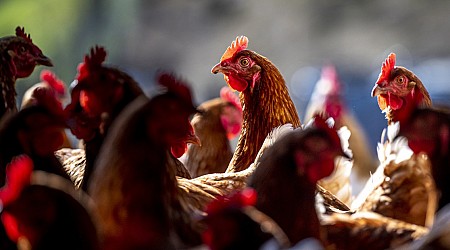 Is bird flu spreading in people? Without blood test results, officials can't say