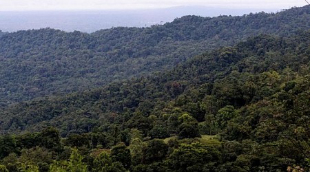 Los bosques de Costa Rica que conquistan a turistas están en la mira del narcotráfico para esquivar vigilancia