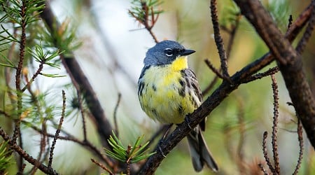 Drier winter habitat impacts songbirds' ability to survive migration