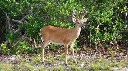 Ahead of hunting season, wild game processors adapt to CWD's spread