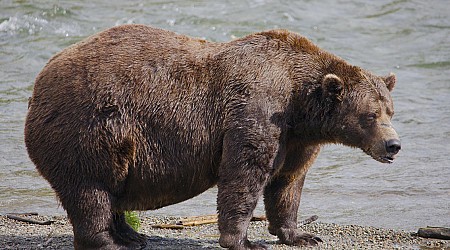 Voting begins in Alaska's Fat Bear Week contest after one grizzly killed another on video