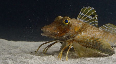 Sea robins are fish with 'the wings of a bird and multiple legs like a crab'