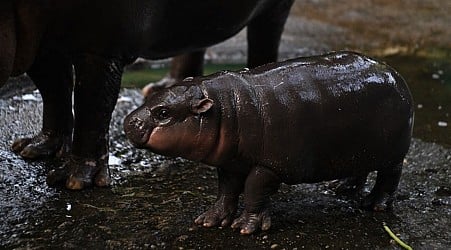 Meet Moo Deng, the baby pygmy hippo so popular you can visit her for only 5 minutes