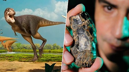 Un museo guardó durante 20 años unos huesos que creían escombros. Ahora sabemos que México tenía su propio T-Rex