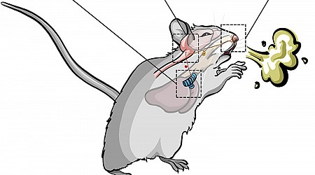 How the Brain Separates Sneezing From Coughing, According to Mice