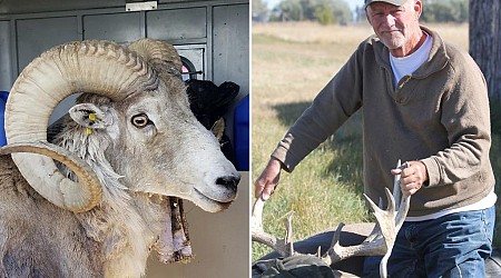 Montana rancher gets 6 months in prison for cloning giant sheep and breeding it