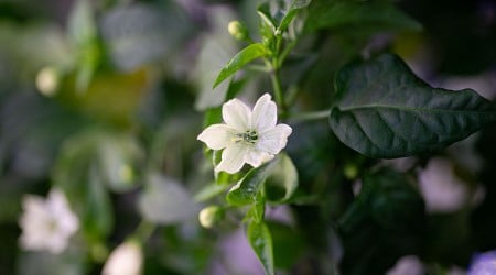 Chile Flowers Bloom in Space