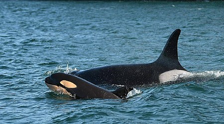 B.C. loses 3 endangered southern resident orcas, latest whale census finds