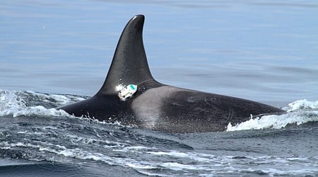 Thanks to humans, Salish Sea waters are too noisy for resident orcas to hunt successfully