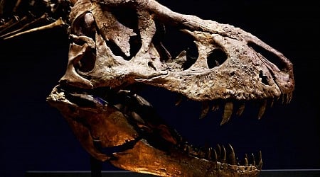 How Many Dinosaur Species Roamed Earth? It’s Surprisingly Hard to Know