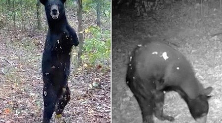 Two-legged bear spotted walking through West Virginia woods