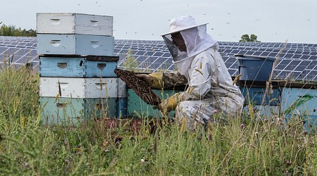 Minnesota instaló paneles solares en dos enormes cultivos. Cinco años después, son un paraíso para las abejas