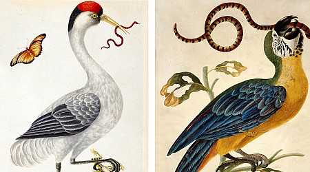 Between Encyclopedia and Fairy Tale: The Wondrous Birds and Reptiles of 18th-Century Artist Dorothea Graff