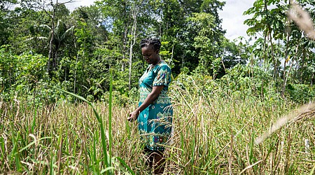 Au Suriname, les descendants d’esclaves marrons dorlotent leur riz