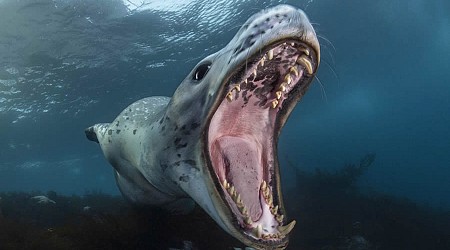 Winning Photos From The 2024 Ocean Photographer Of The Year