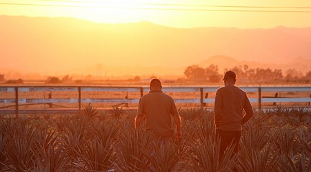 California farmers turn to agave amid drought conditions and climate change