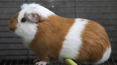 Peru celebrates 20 years of a fast-growing guinea pigs eaten as a delicacy