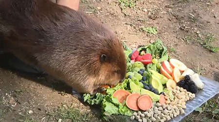 MA Gov. meets eager Nibi the beaver